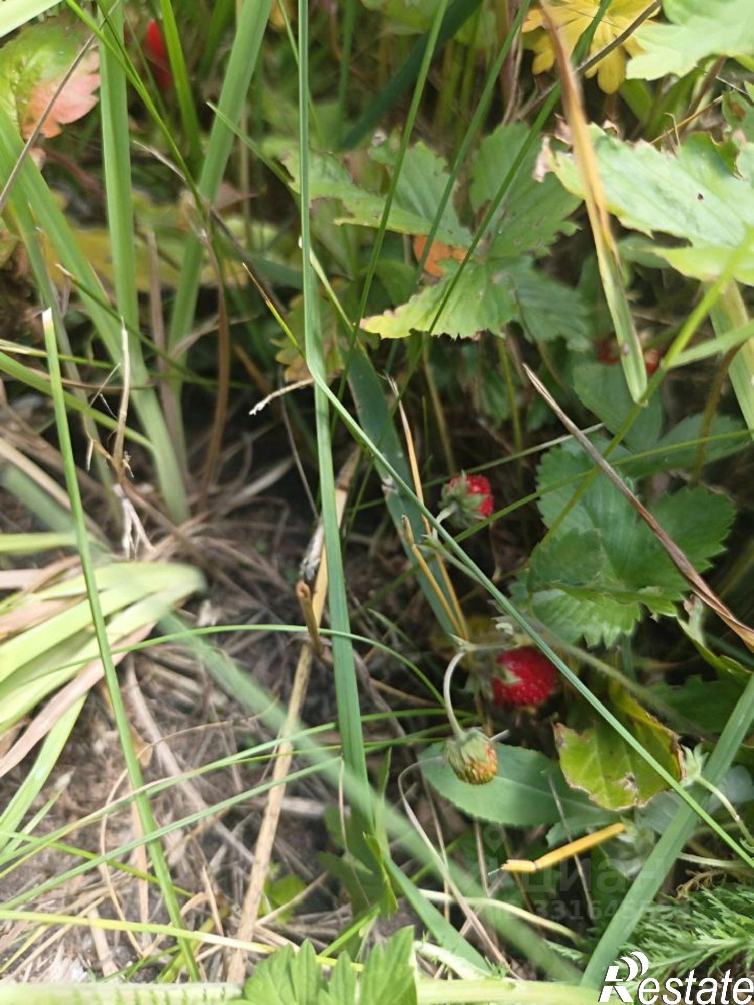 Купить дачу, дом, коттедж за 6 290 000 рублей на ул Полевая, 16